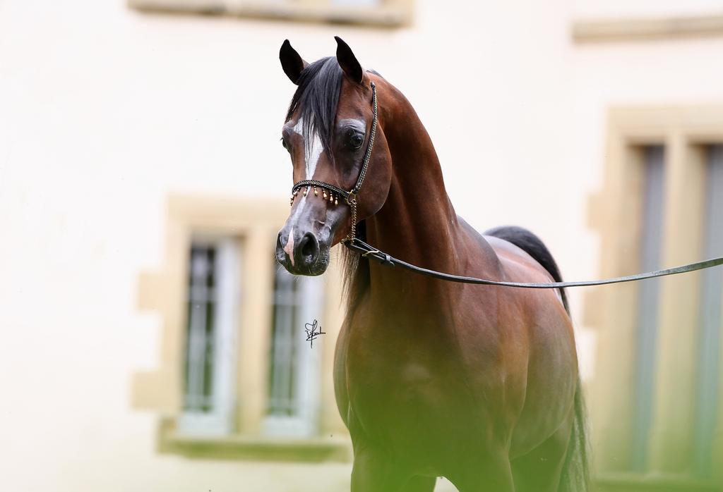 Ferienwohnung Le Haras Du Favry Palinges Exterior foto